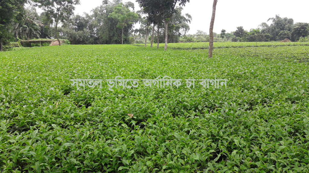 সমতল ভূমিতে অর্গানিক চা বাগান