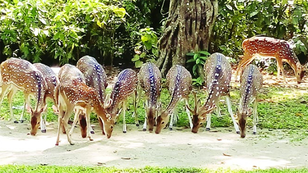ডুলাহাজরা সাফারী পার্ক