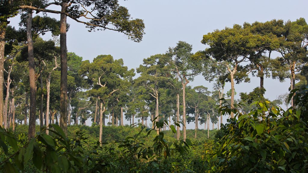 মেধা কচ্ছপিয়া জাতীয় উদ্যান