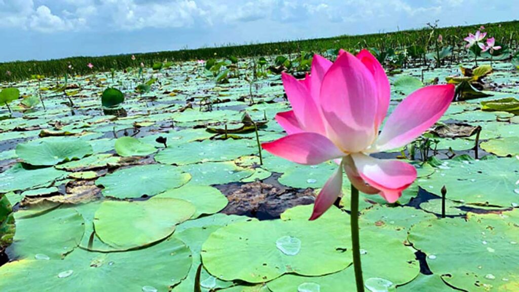 Lotus Wetland