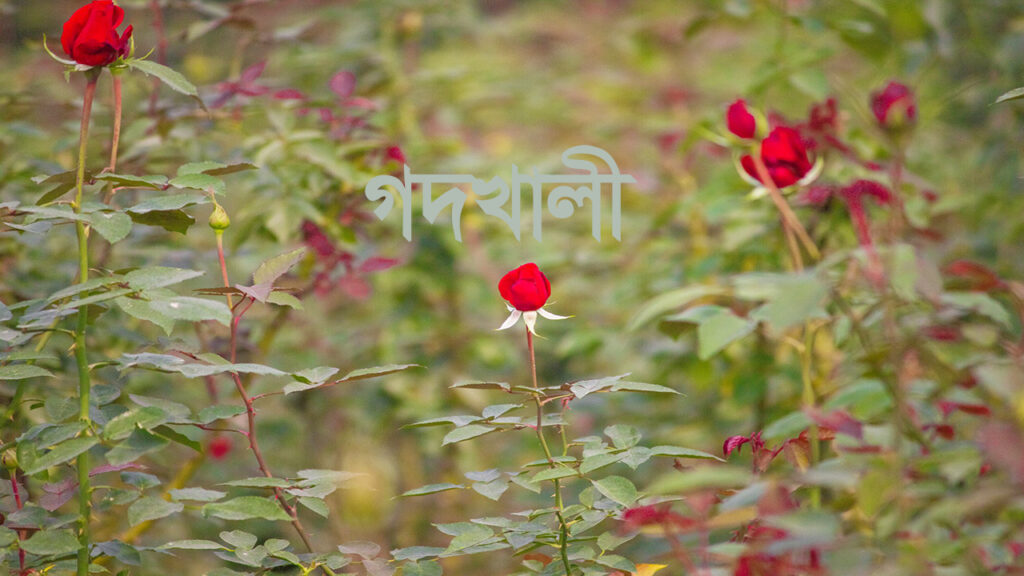 গোলাপ ফুল, গদখালী