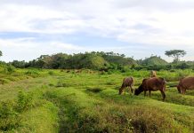 সাতকানিয়া উপজেলা চট্টগ্রাম